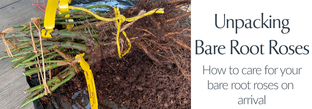 Caring For Bare Root Roses On Arrival